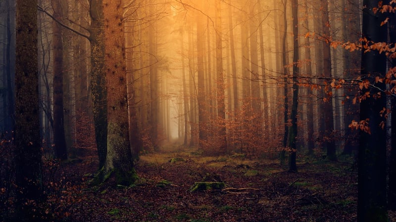 Magical Forest Unions